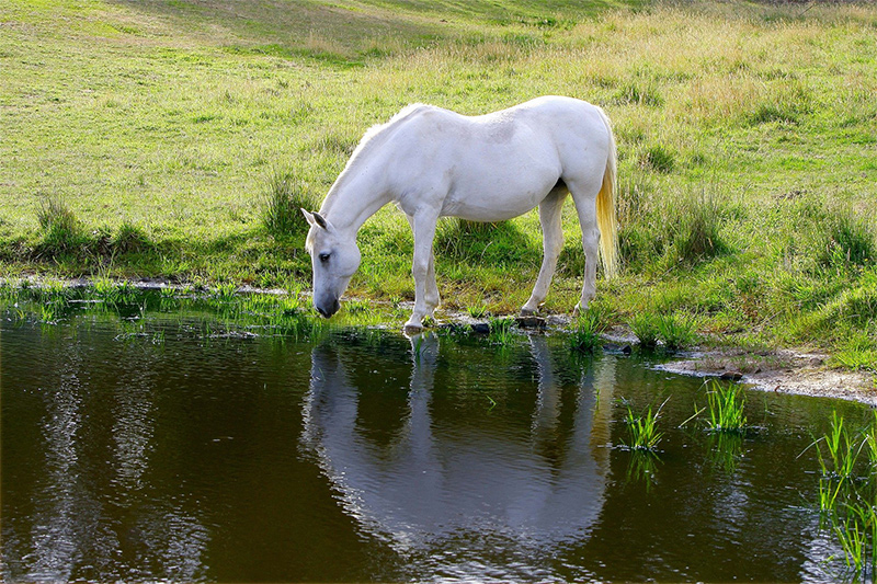 Pferd trinkt Wasser