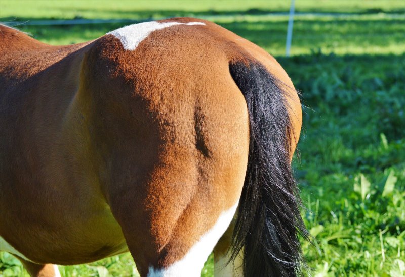 Schweif eines braunen Pferdes ohne Schweifschoner